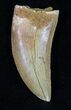 Light-Colored, Carcharodontosaurus Tooth - Serrated #29478-1